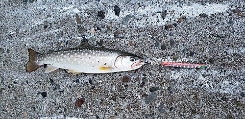 アメマスの釣果