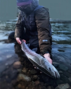 イトウの釣果