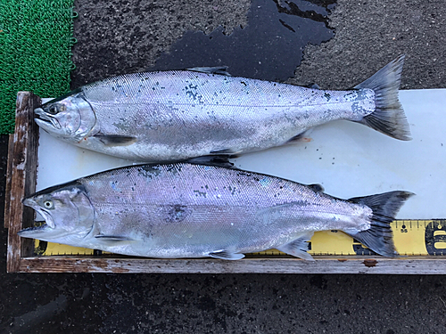 サクラマスの釣果