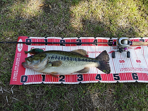 ブラックバスの釣果