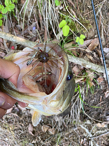 ラージマウスバスの釣果