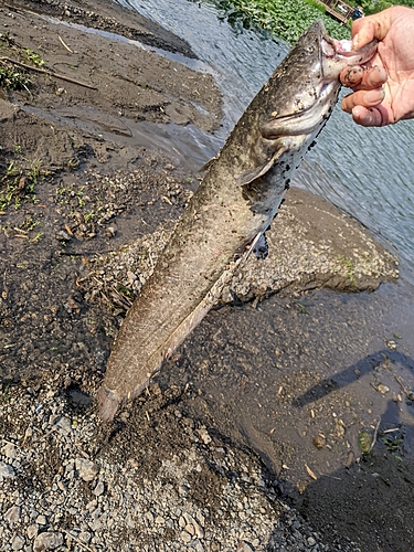 マナマズの釣果