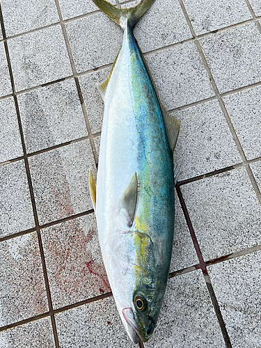 ハマチの釣果