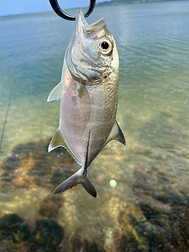 メッキの釣果