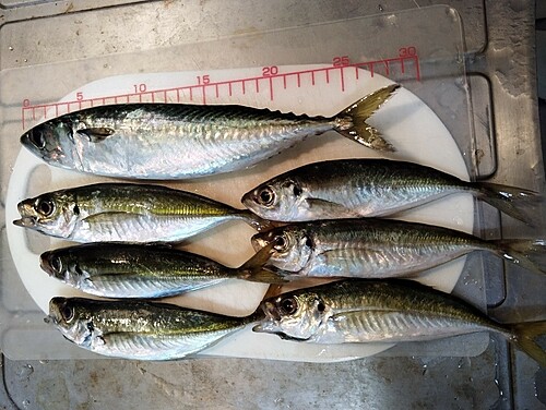 サバの釣果