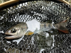 アマゴの釣果