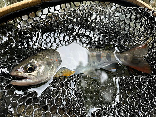 アマゴの釣果