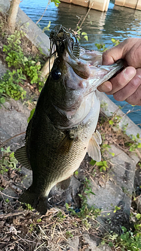 ブラックバスの釣果