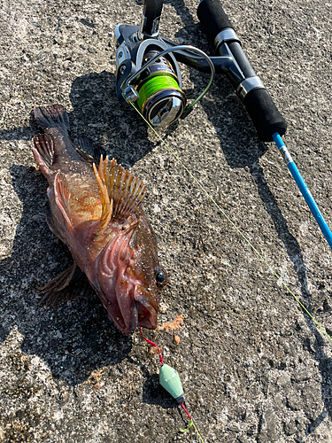 カサゴの釣果