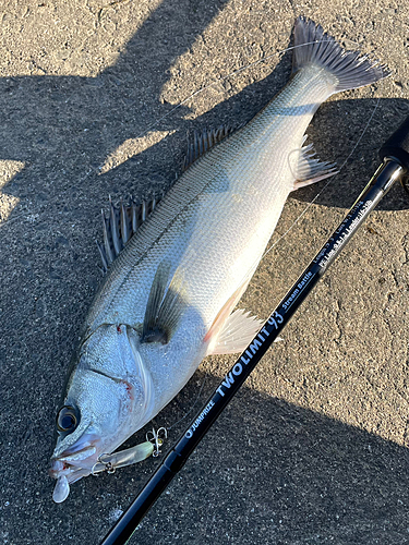 スズキの釣果