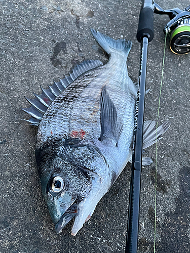 クロダイの釣果