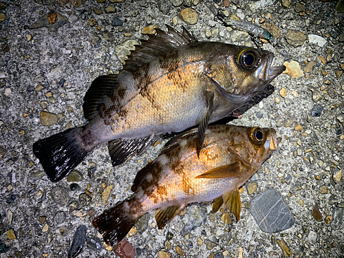 メバルの釣果