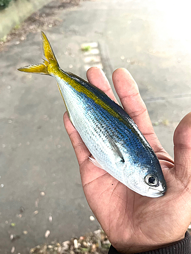 タカベの釣果