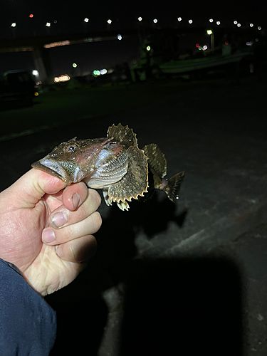 ギスカジカの釣果