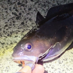 ドンコの釣果