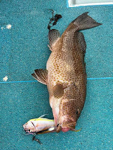 オオモンハタの釣果