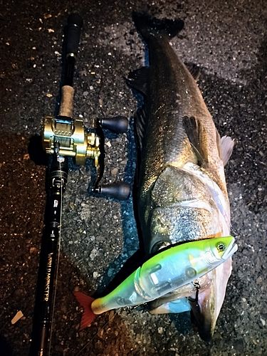 シーバスの釣果