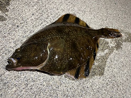 ヌマガレイの釣果