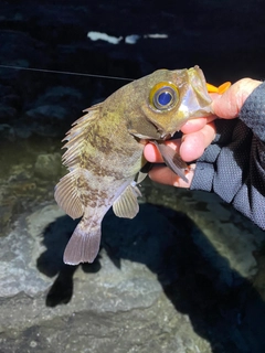 シロメバルの釣果