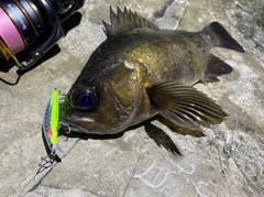 クロメバルの釣果