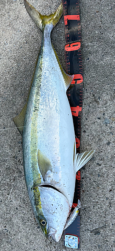 メジロの釣果