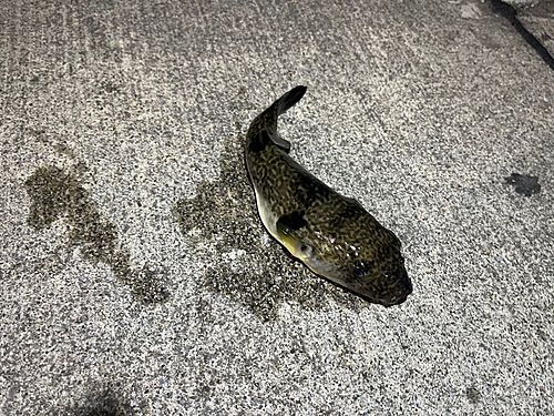 クサフグの釣果