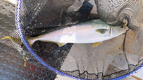 メジロの釣果