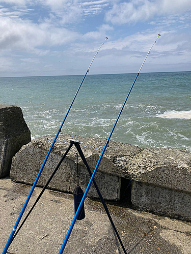 ホッケの釣果