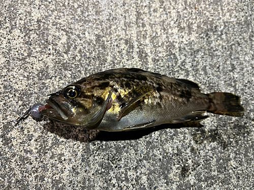 クロソイの釣果