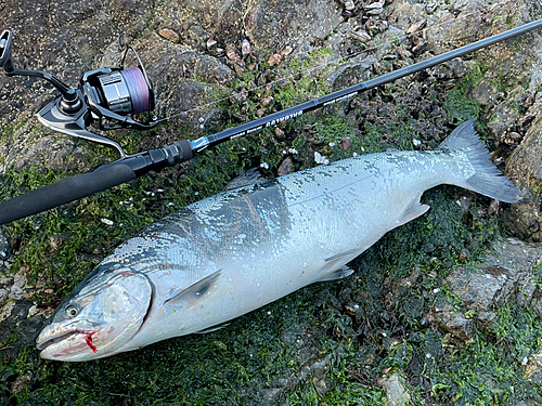 サクラマスの釣果