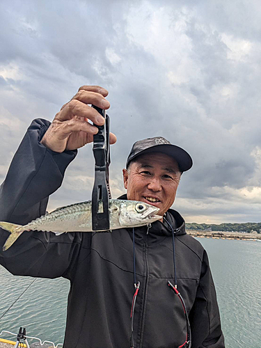 マサバの釣果