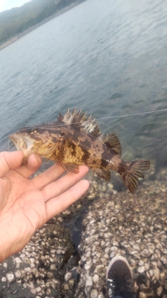 タケノコメバルの釣果