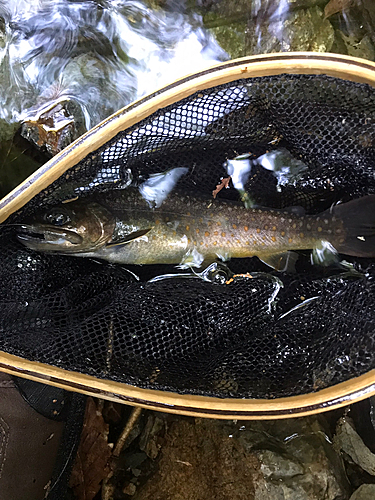 イワナの釣果