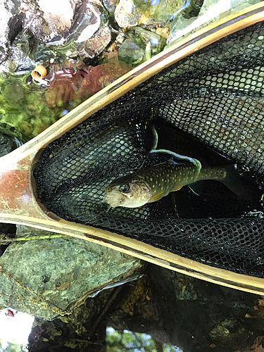 イワナの釣果