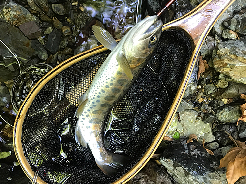 ヤマメの釣果