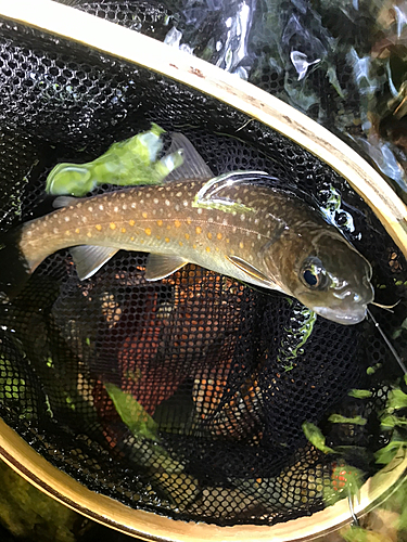 イワナの釣果