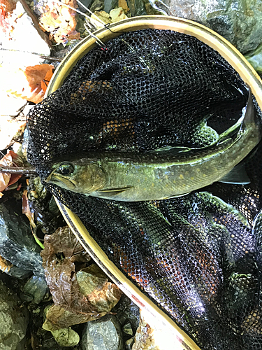 イワナの釣果