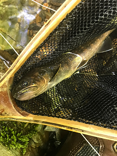 イワナの釣果