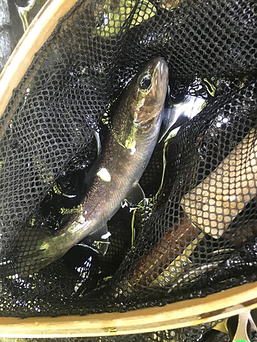 イワナの釣果