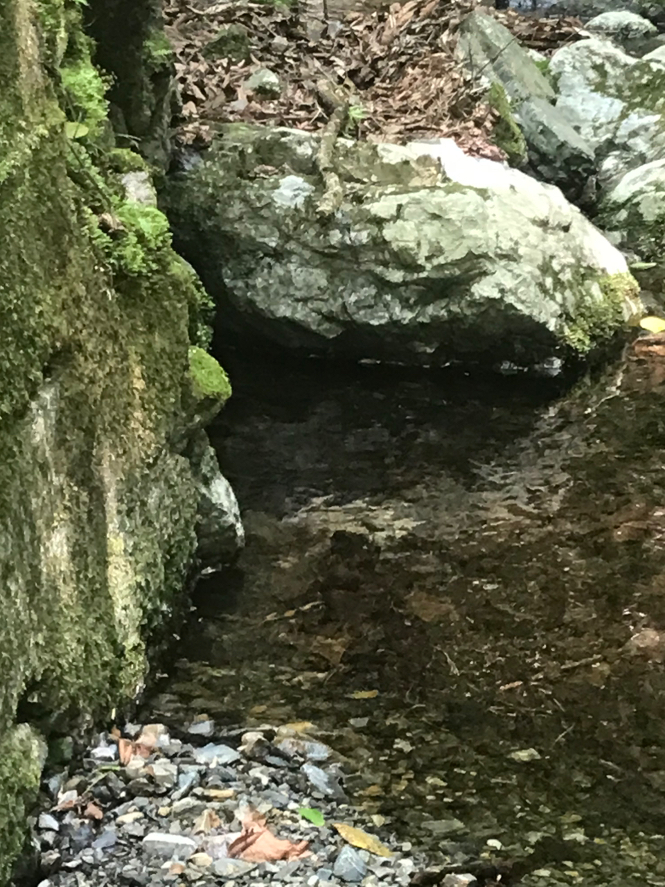 イワナ