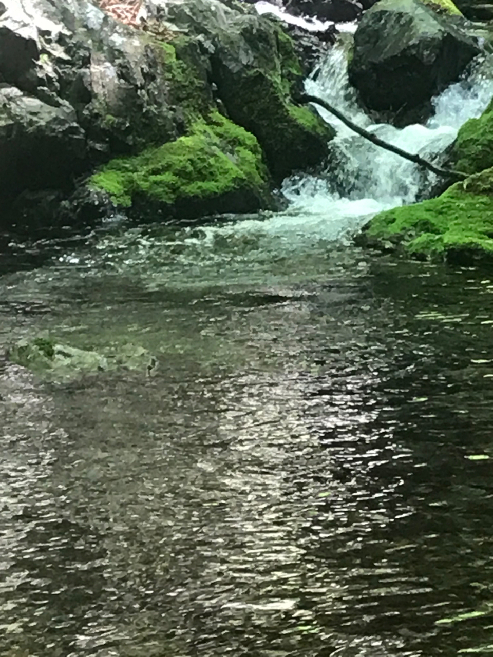 イワナ