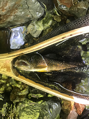 イワナの釣果