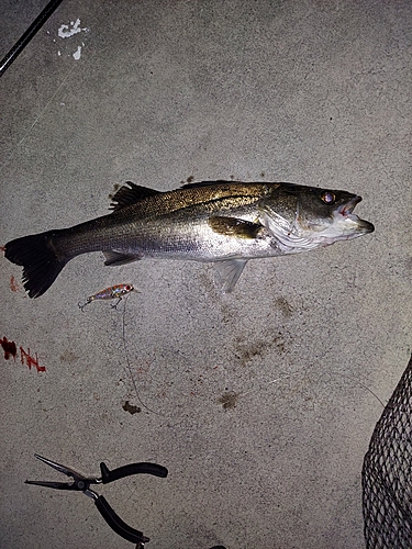 シーバスの釣果