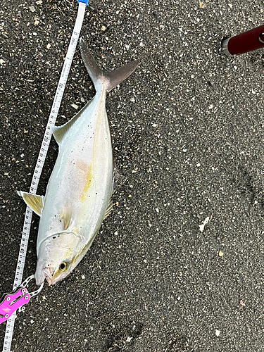 ショゴの釣果