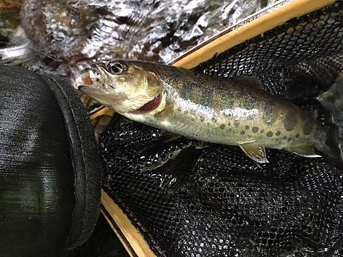 ヤマメの釣果