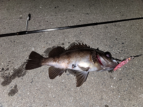 メバルの釣果