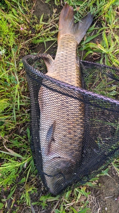 コイの釣果