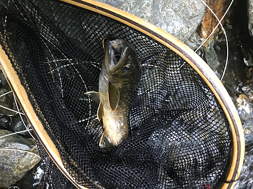 イワナの釣果