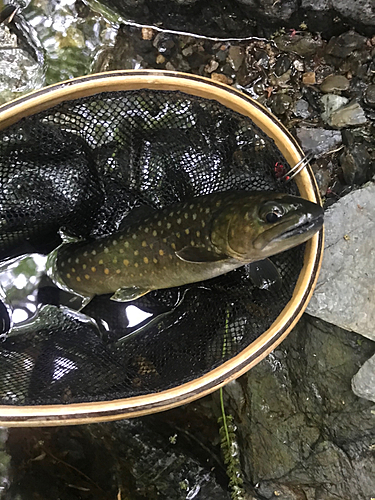 イワナの釣果