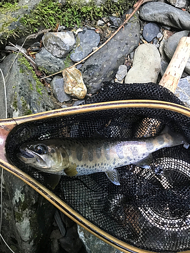 イワナの釣果